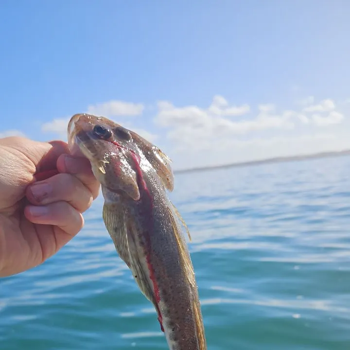 The most recent Sand flathead catches on Fishbrain