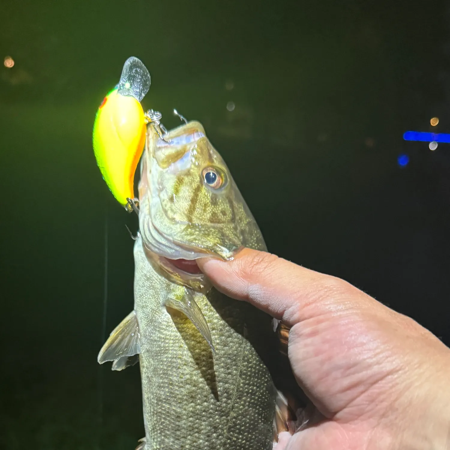 Smallmouth bass caught on Fishbrain