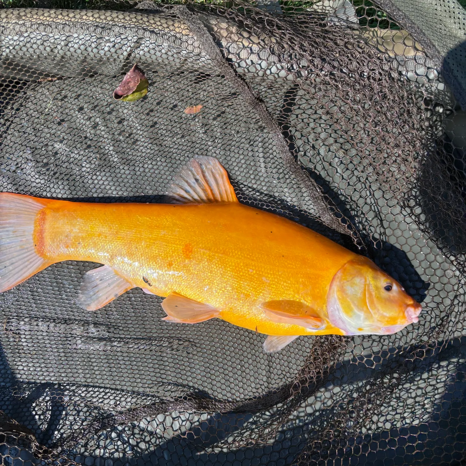 The most recent Golden tench catches on Fishbrain