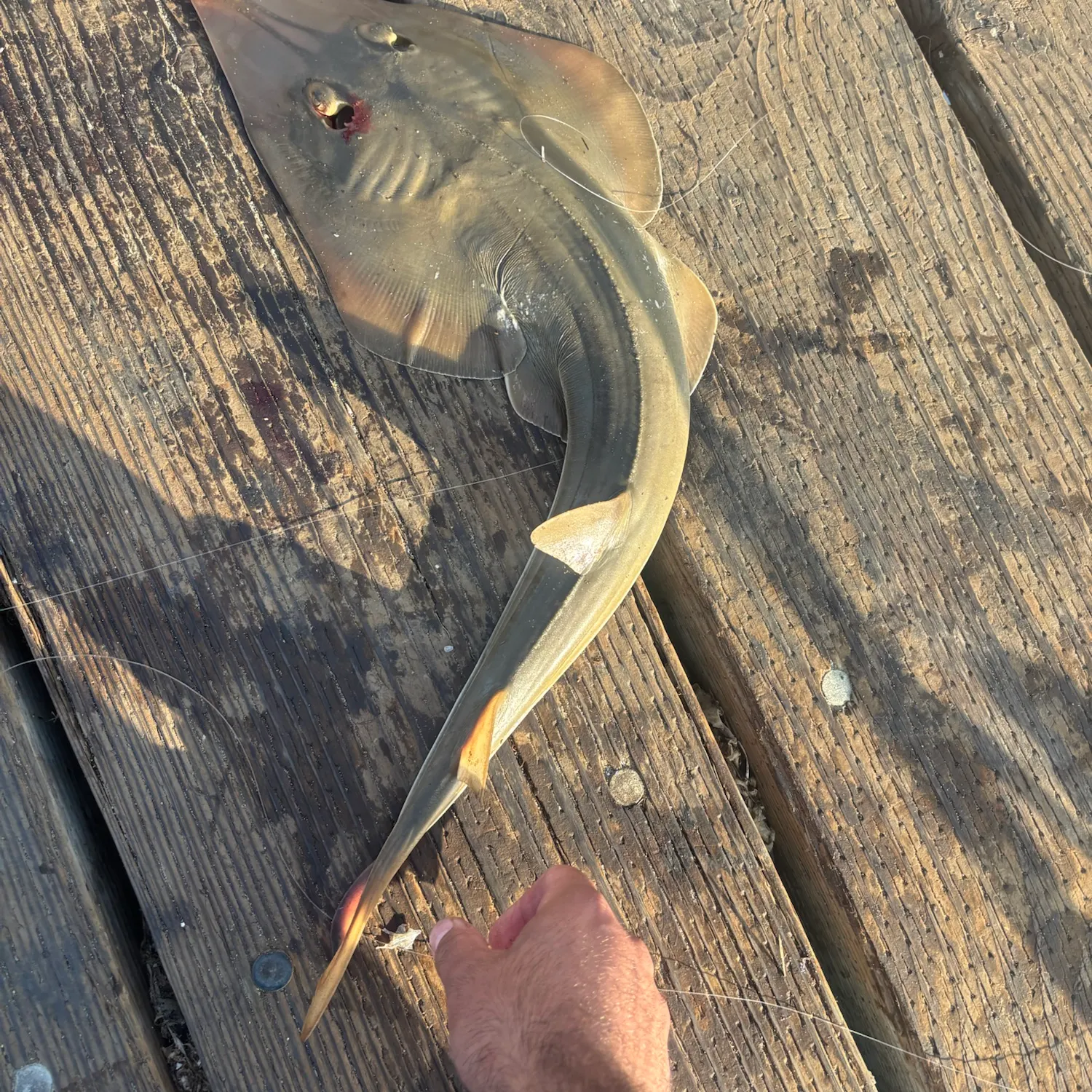 Pacific shovelnose guitarfish caught on Fishbrain