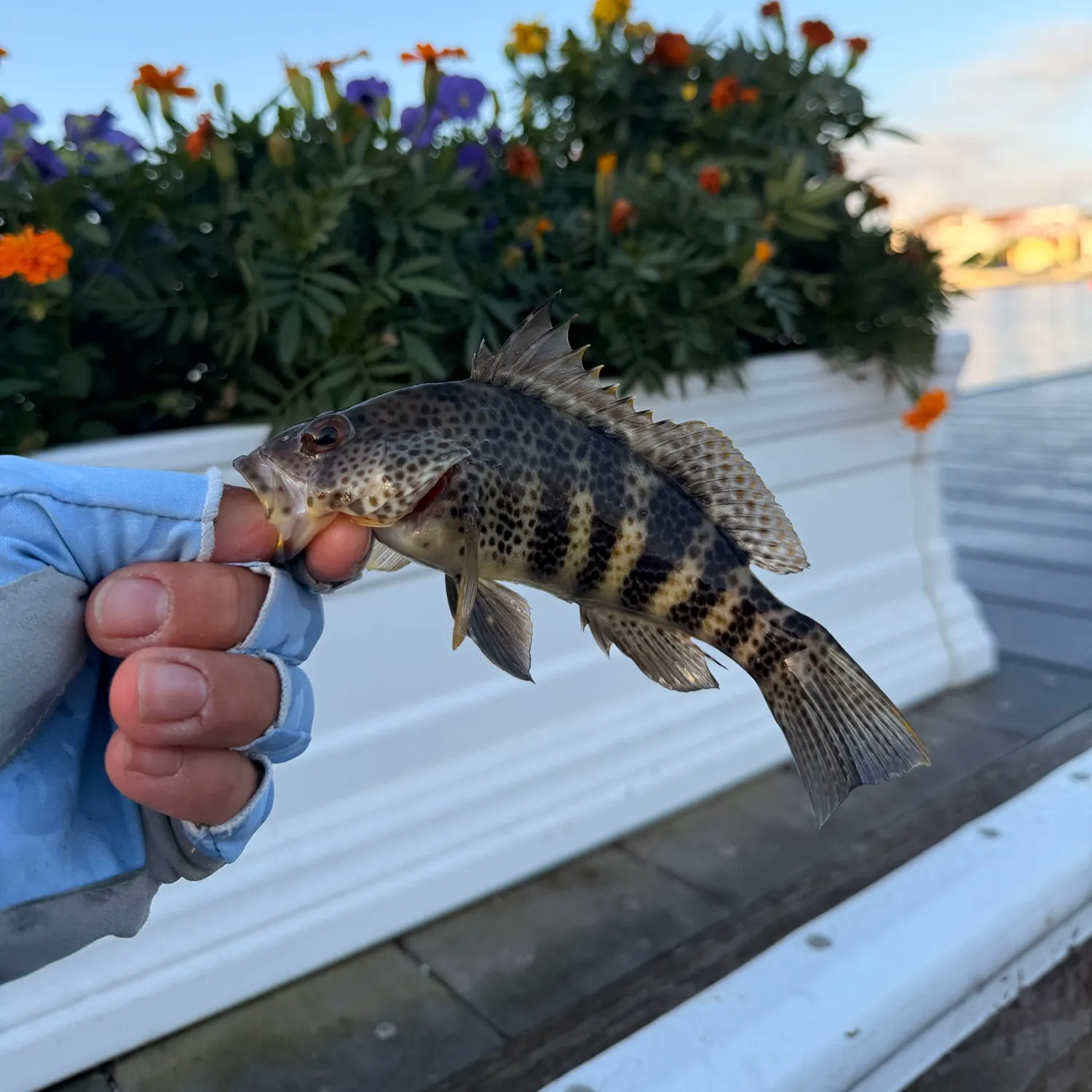 Spotted sand bass caught on Fishbrain