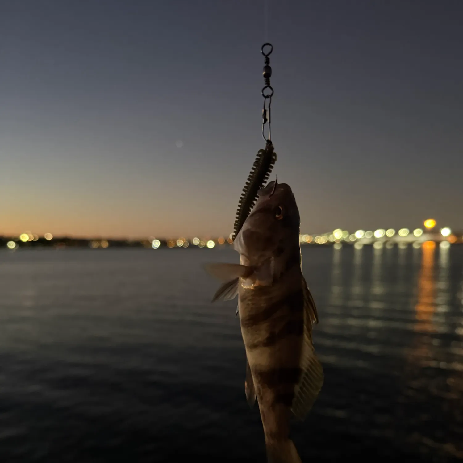 Barred sand bass caught on Fishbrain