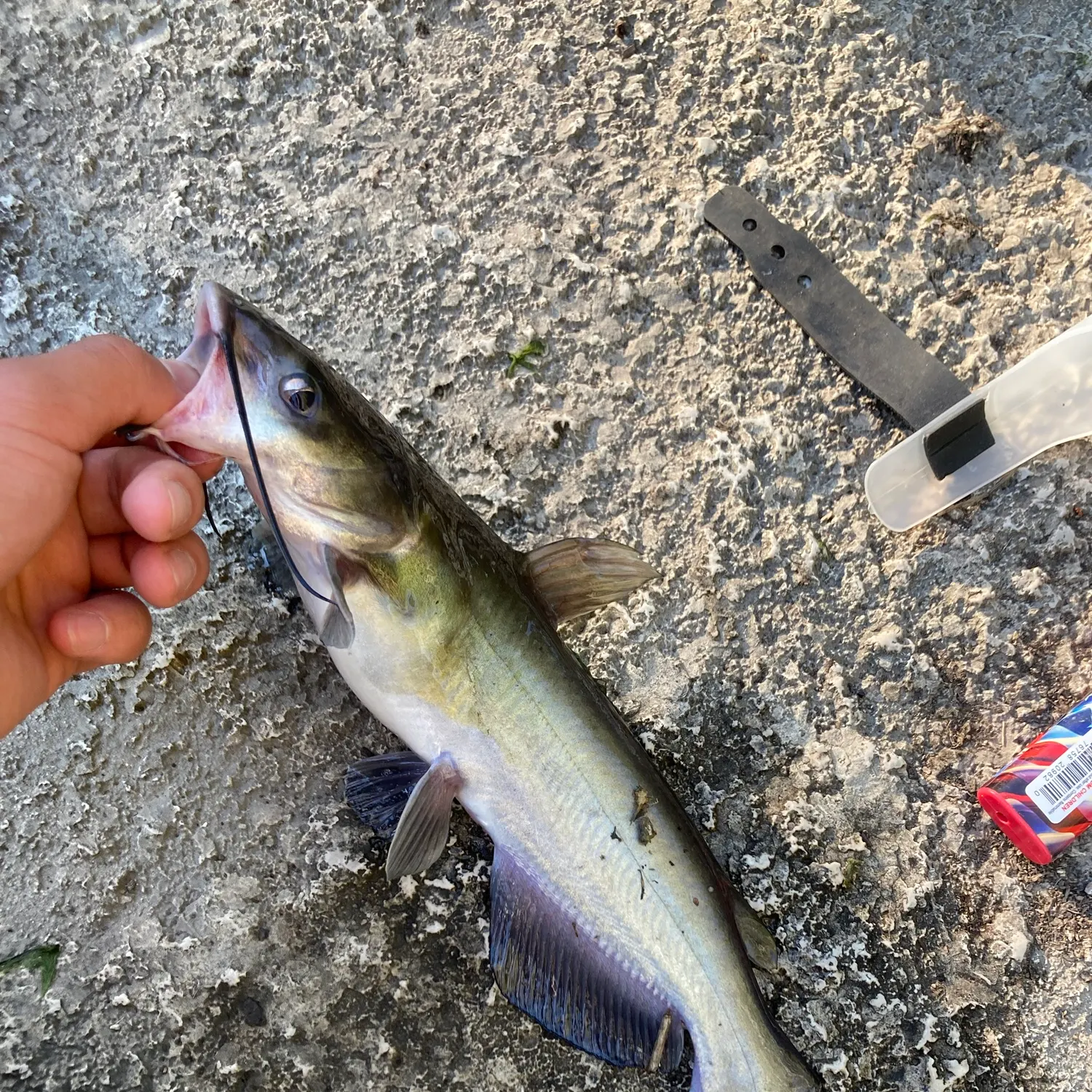 Channel catfish caught on Fishbrain