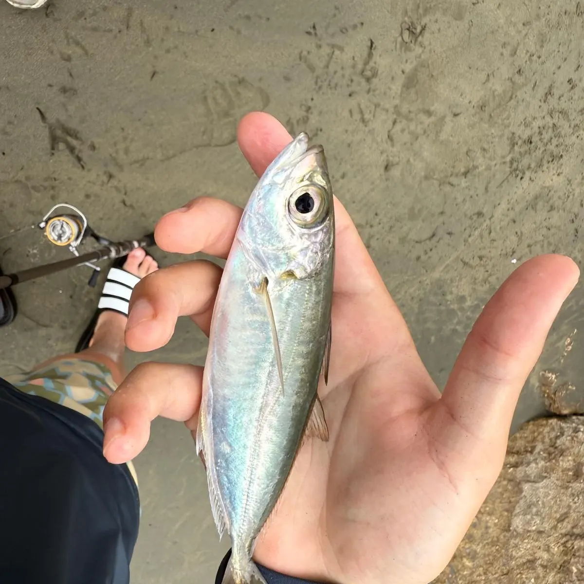The most recent Bigeye scad catches on Fishbrain