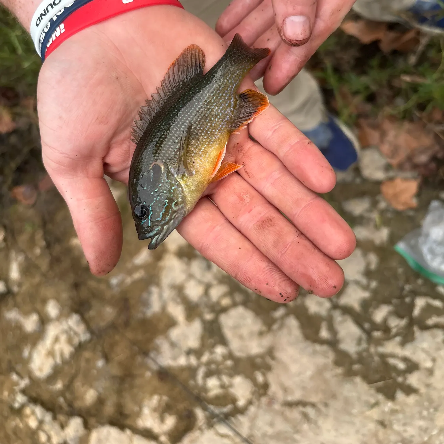 Green sunfish caught on Fishbrain