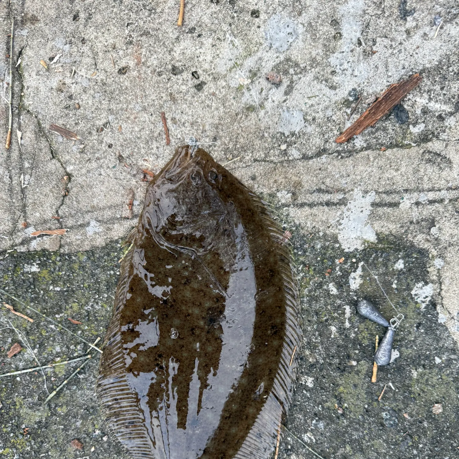 The most recent Smalltooth flounder catches on Fishbrain