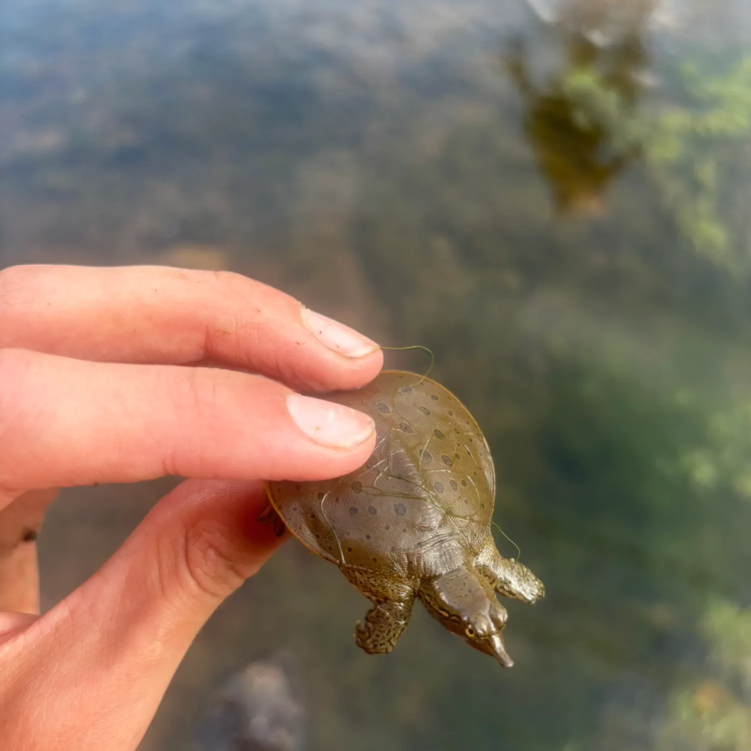Spiny softshell turtle caught on Fishbrain