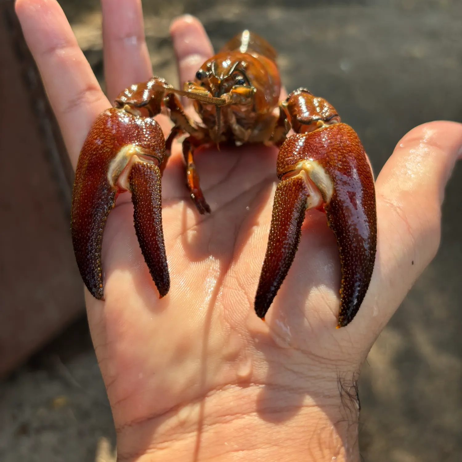 Signal crayfish caught on Fishbrain