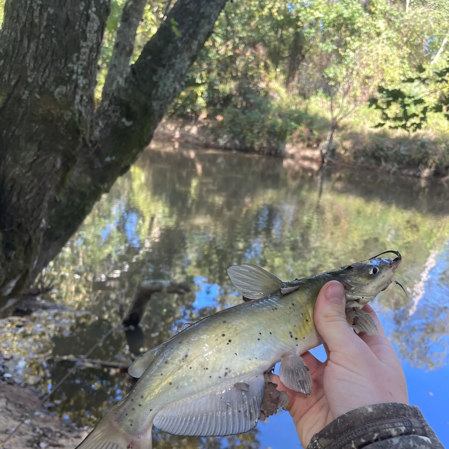 Channel catfish caught on Fishbrain
