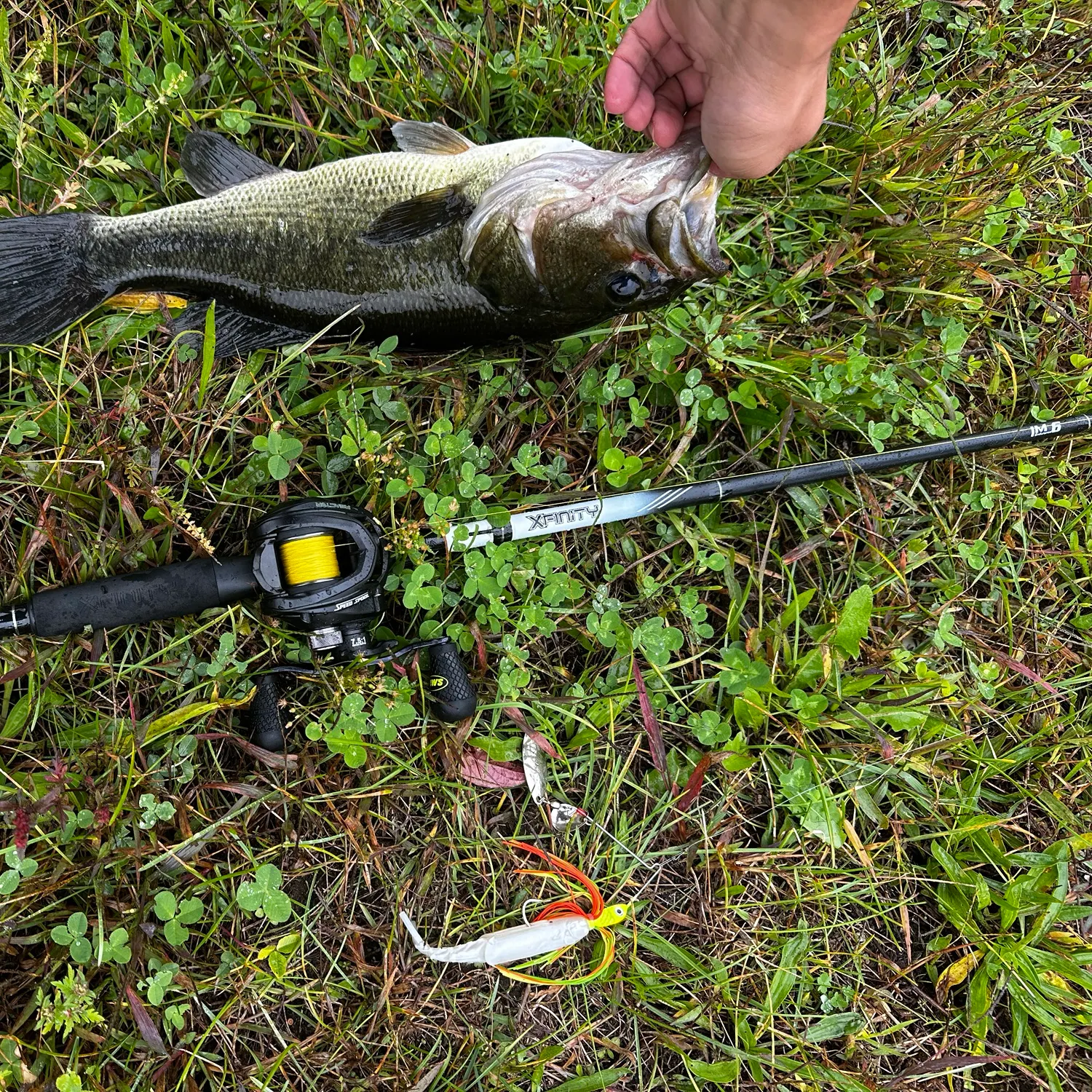 Largemouth bass caught on Fishbrain