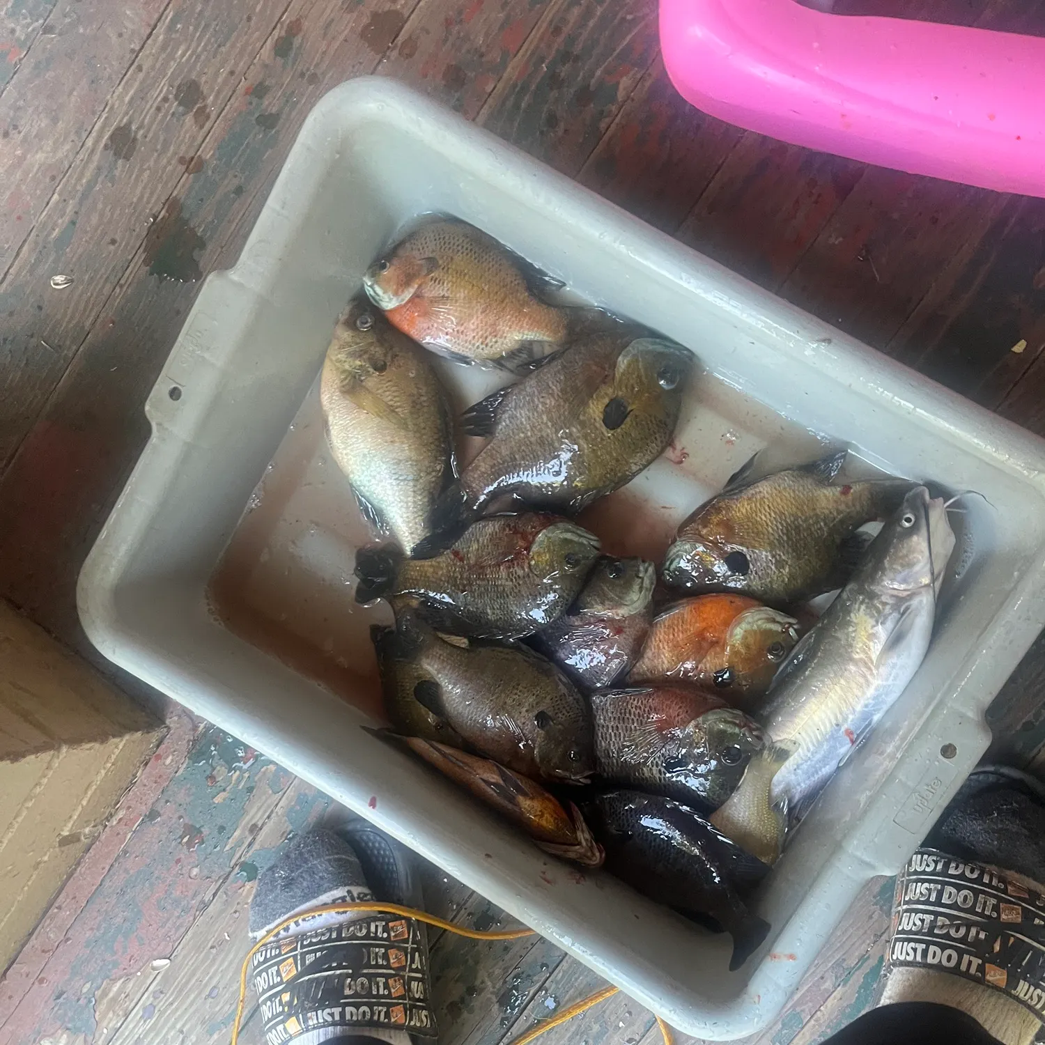 recently logged catches