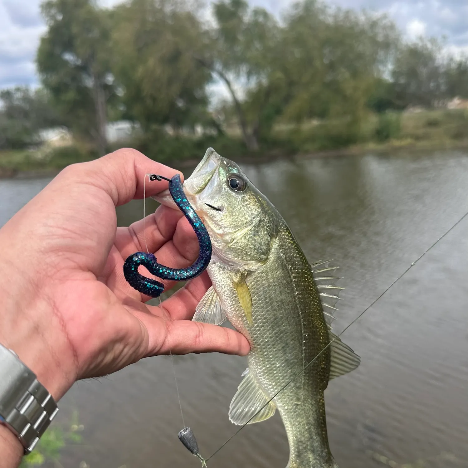 Largemouth bass caught on Fishbrain