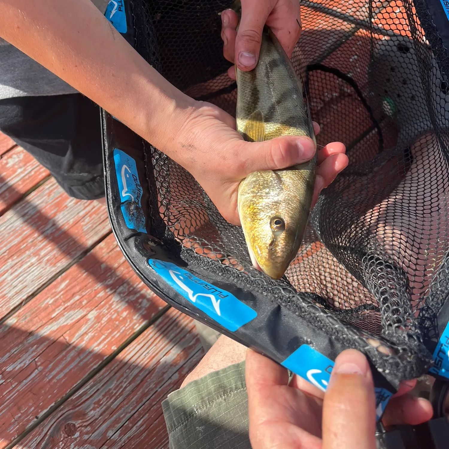 Northern kingcroaker caught on Fishbrain