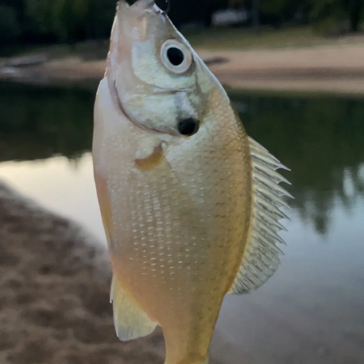 Bluegill caught on Fishbrain
