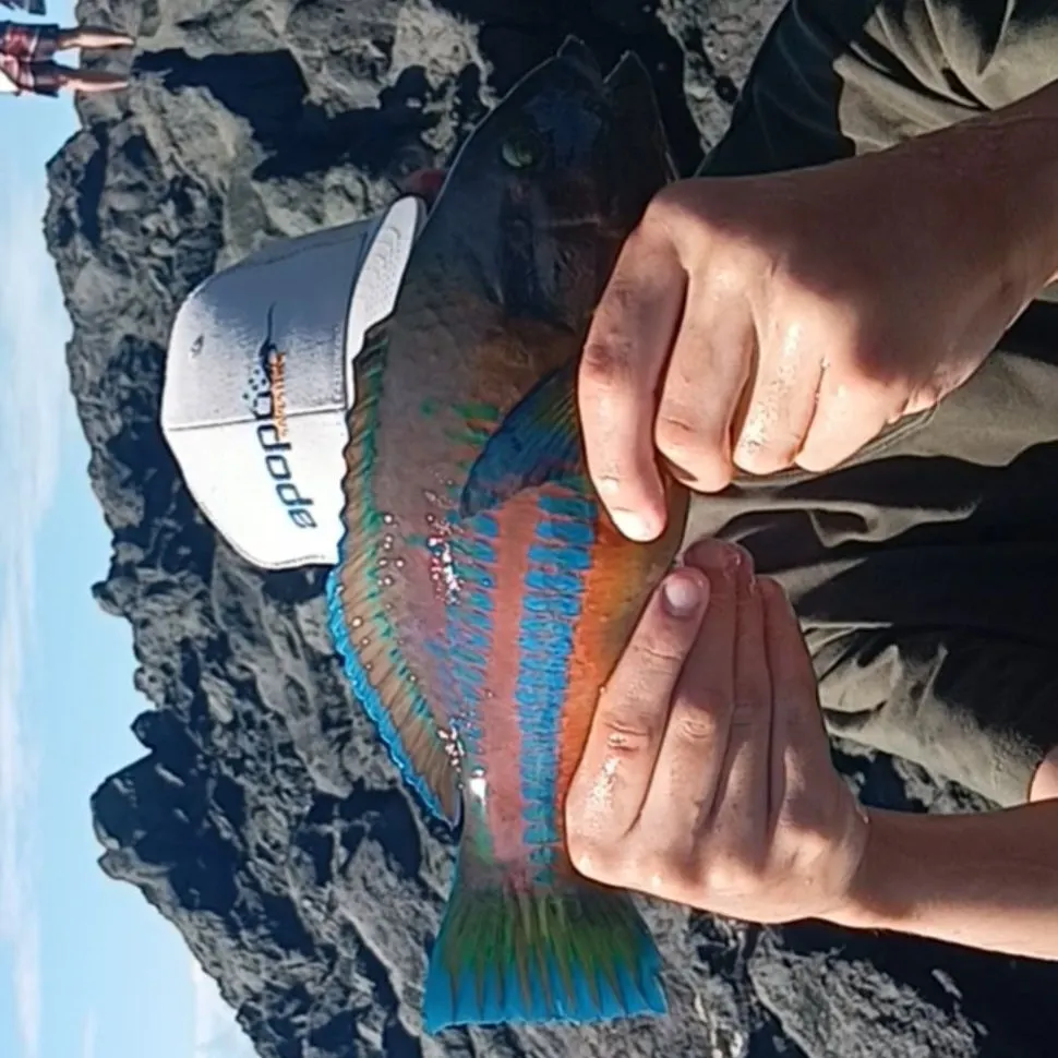 The most recent Surge wrasse catches on Fishbrain