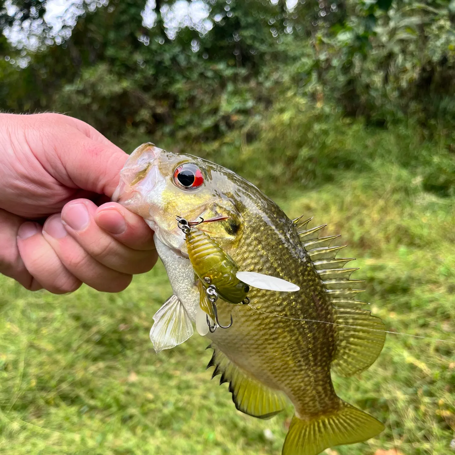 Rock bass caught on Fishbrain