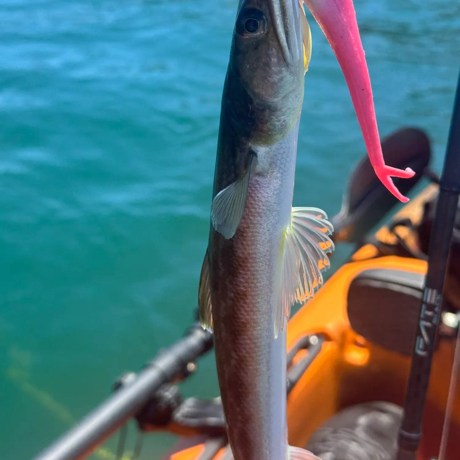 The most recent California lizardfish catches on Fishbrain