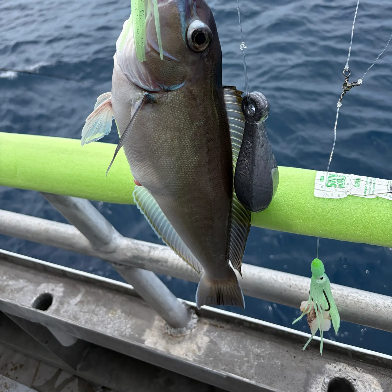The most recent Grey tilefish catches on Fishbrain