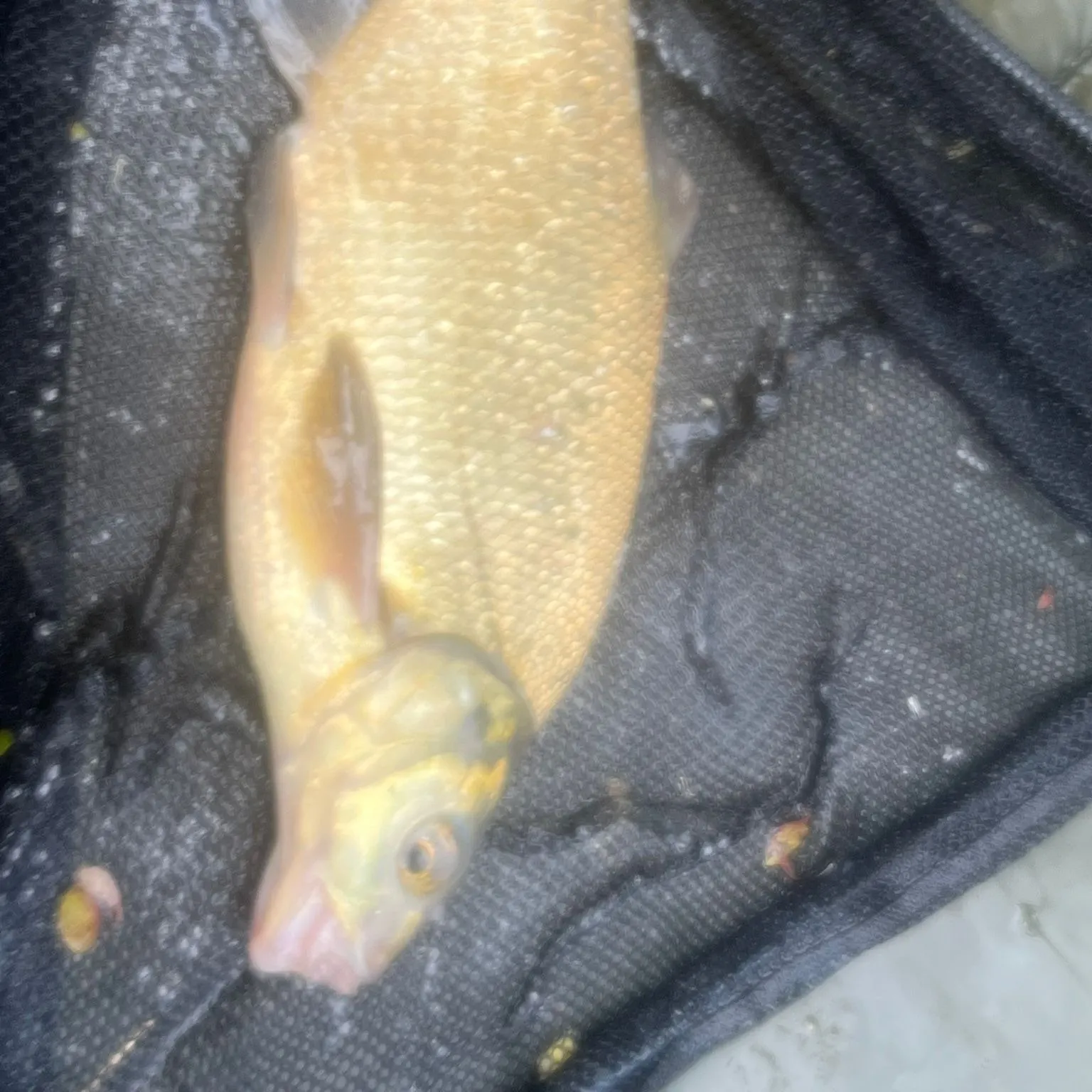 The most recent Common bream catches on Fishbrain