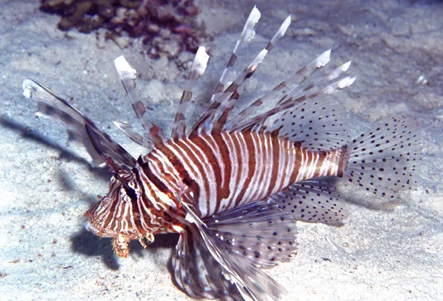 Devil firefish