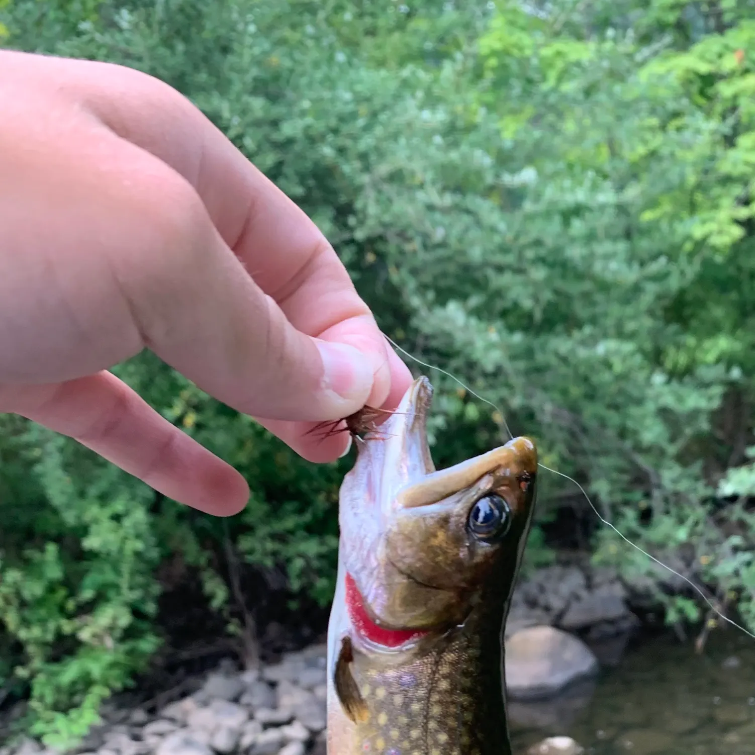 The most recent Brook trout catches on Fishbrain
