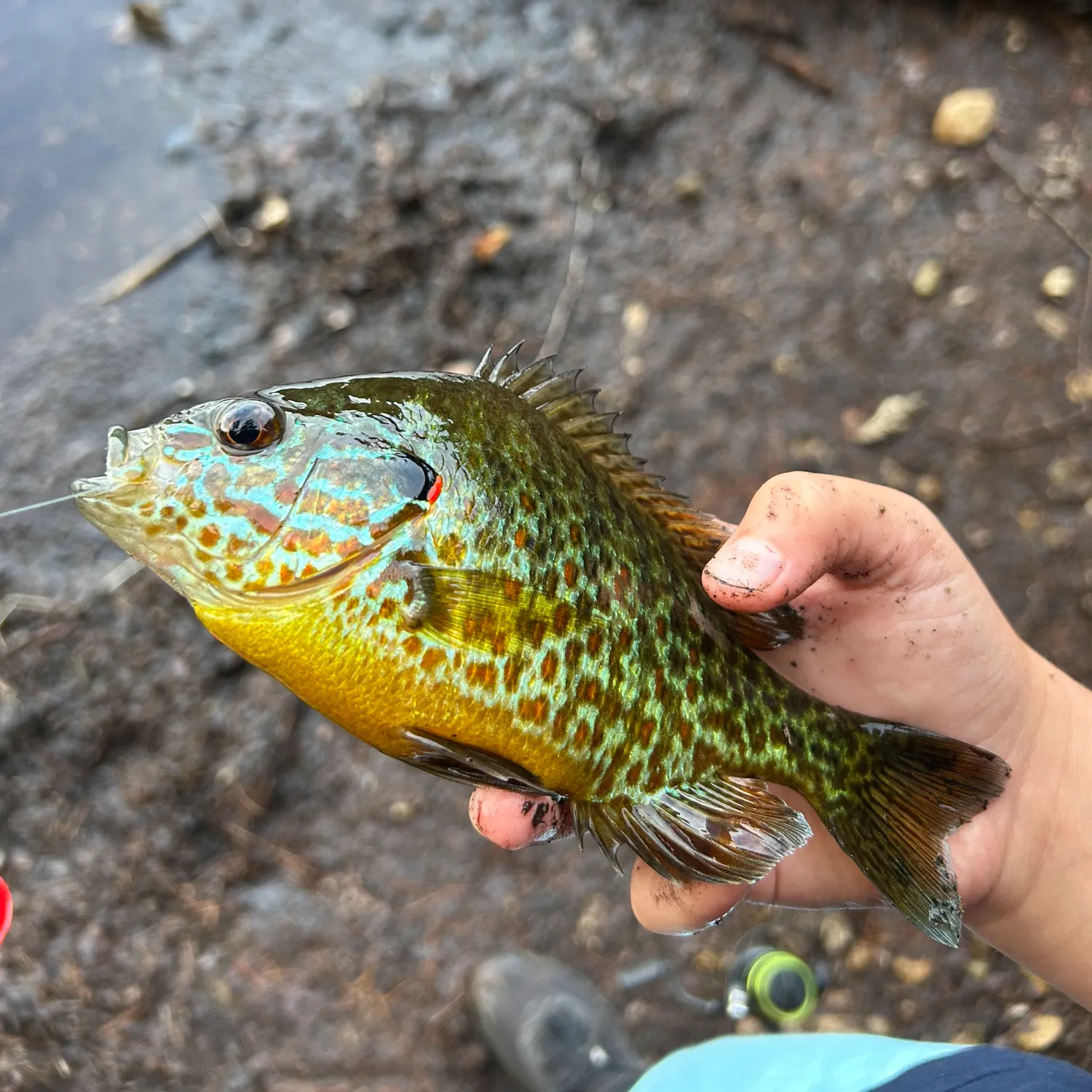 Pumpkinseed caught on Fishbrain