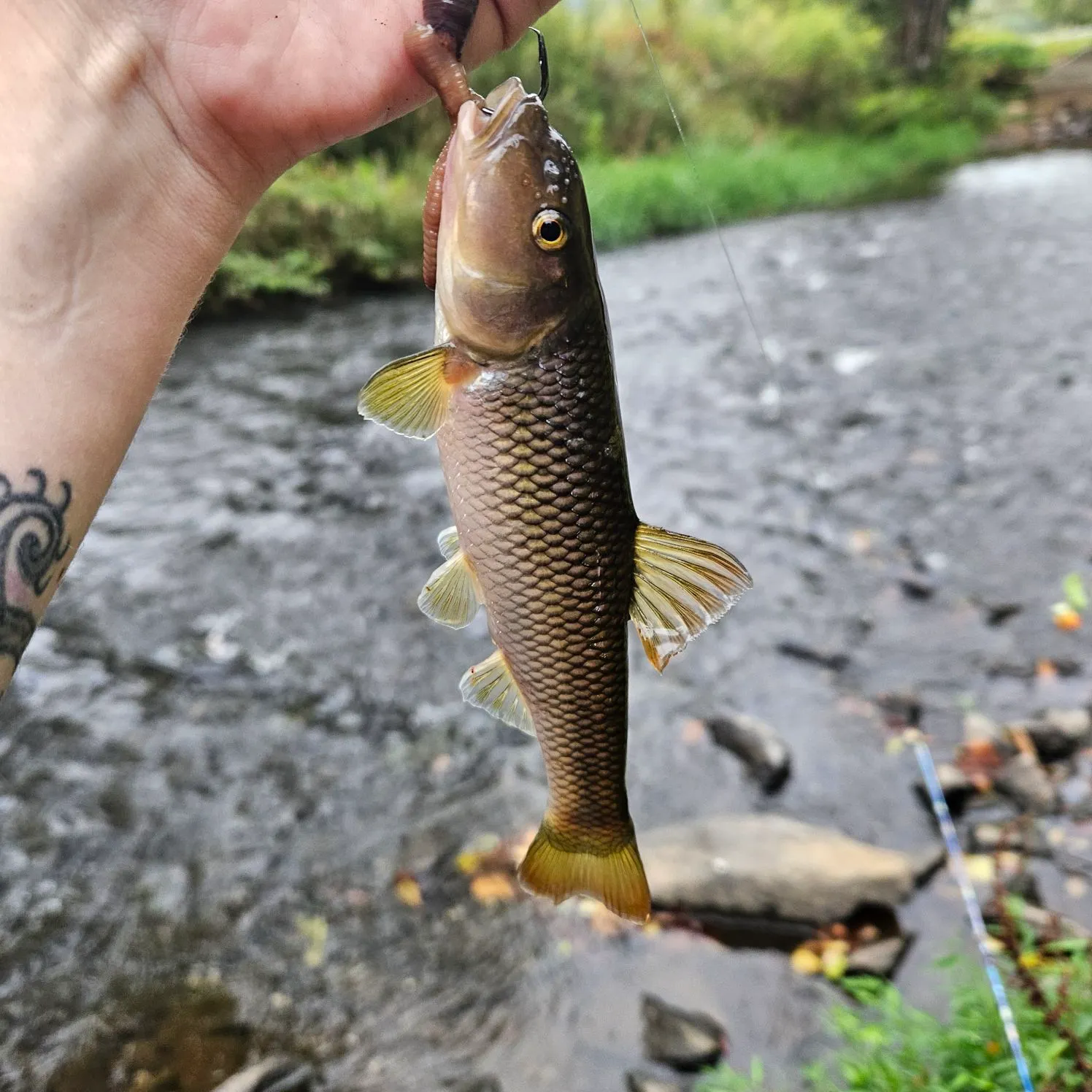The most recent River chub catches on Fishbrain