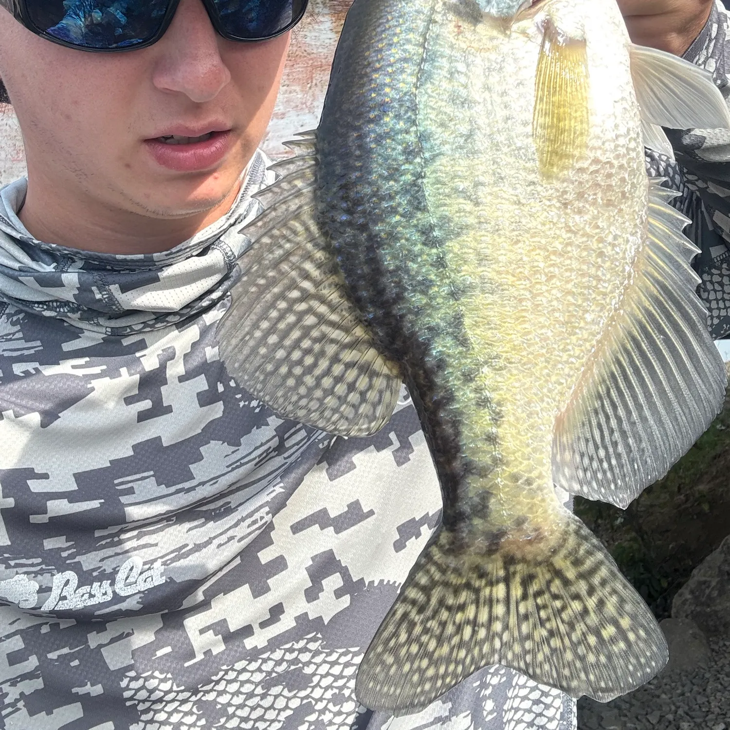 White crappie caught on Fishbrain