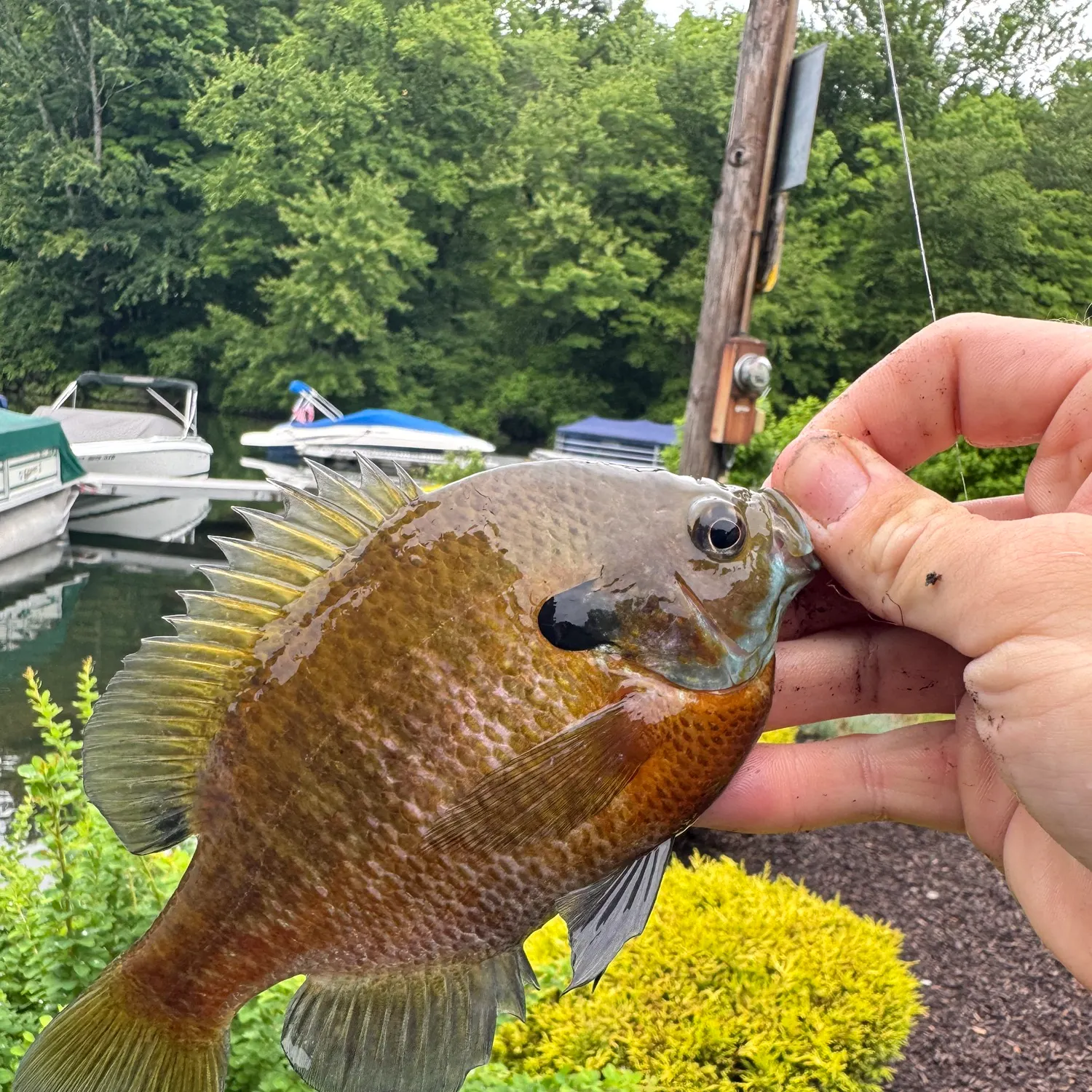 recently logged catches