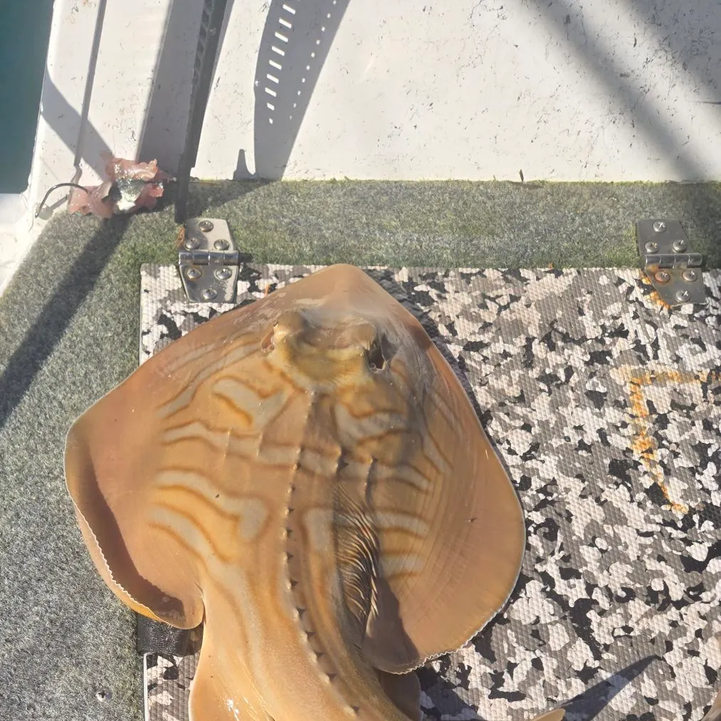 most liked catch image