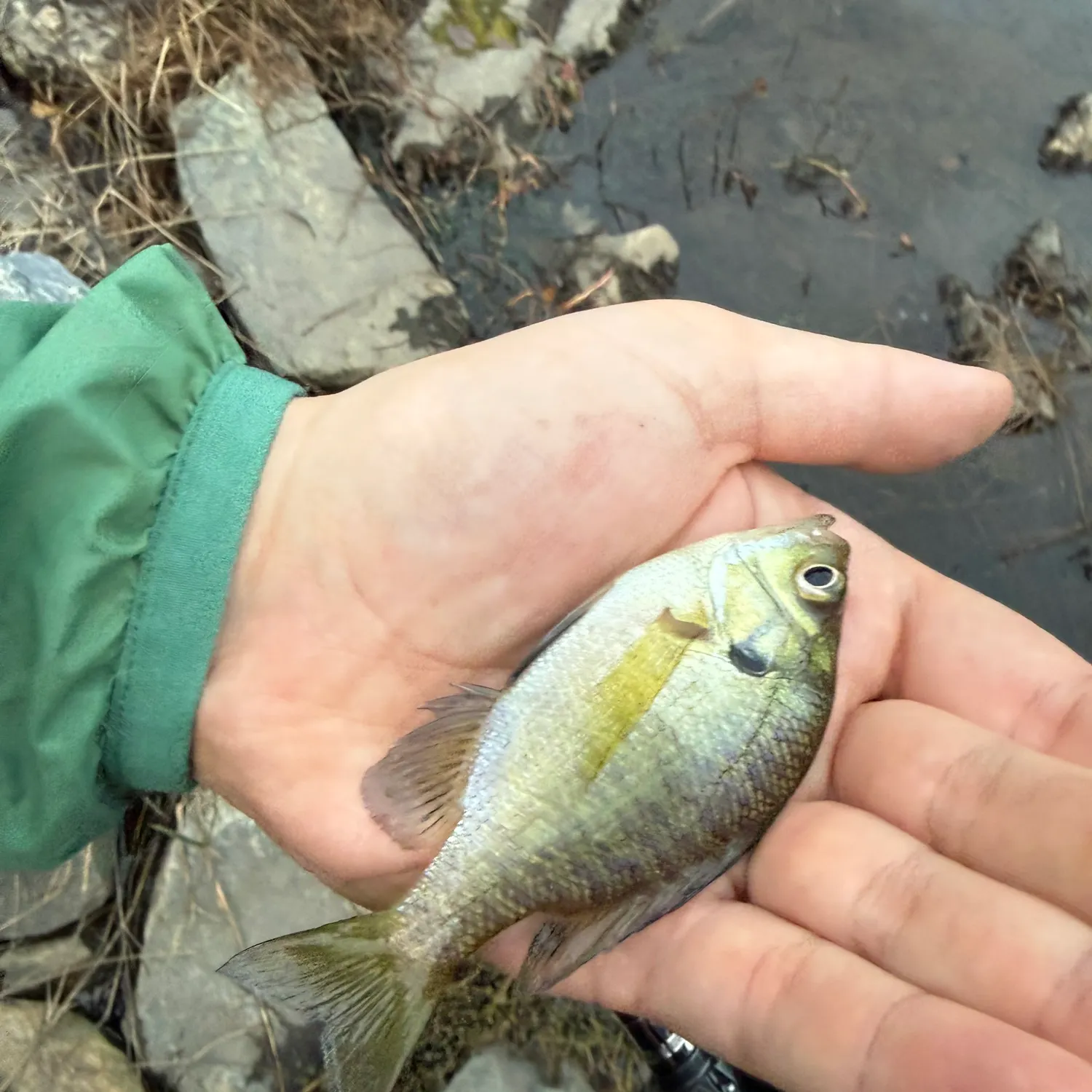Bluegill caught on Fishbrain