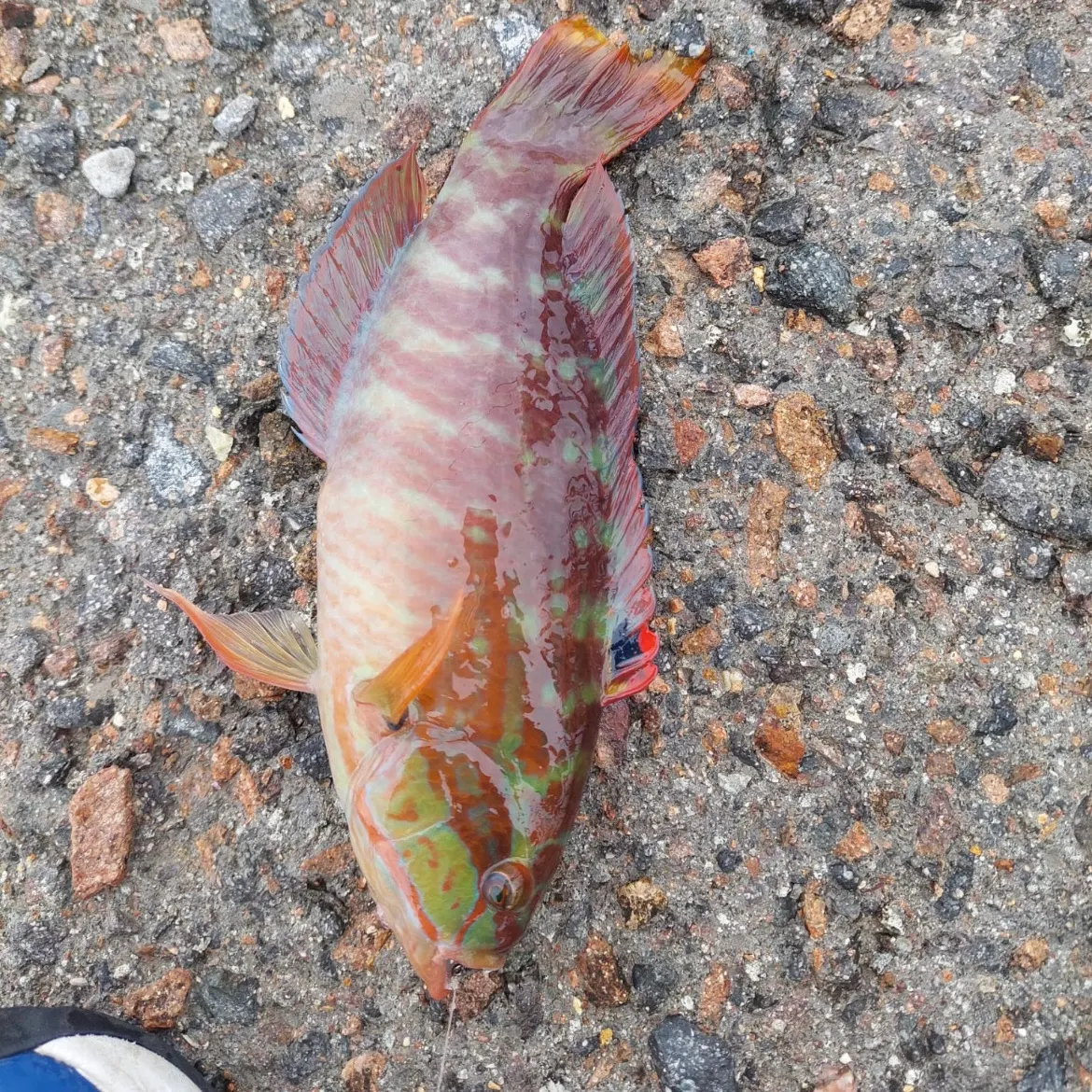 The most recent Surge wrasse catches on Fishbrain
