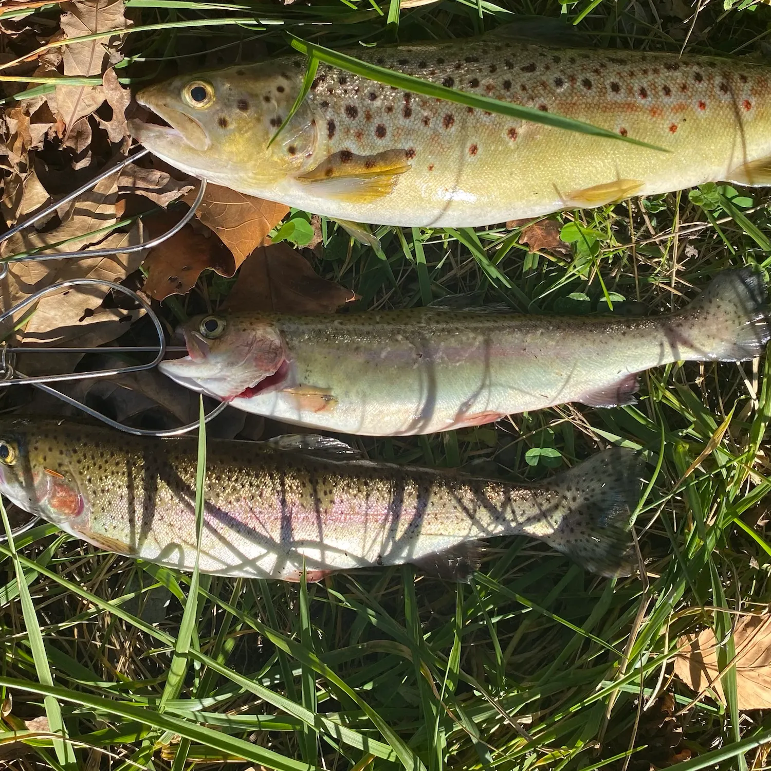 Brown trout caught on Fishbrain