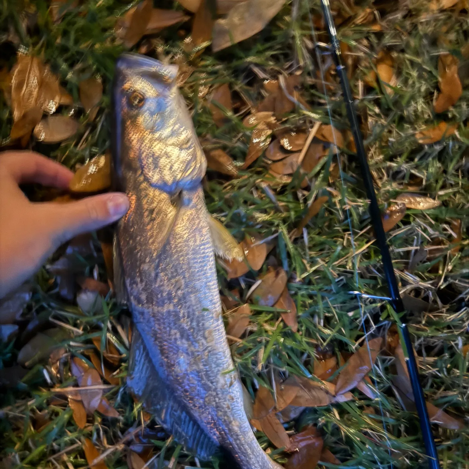 The most recent Sand seatrout catches on Fishbrain