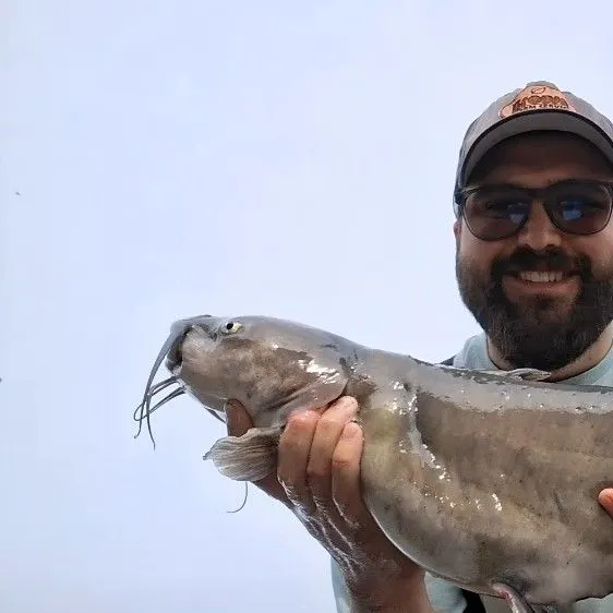 Channel catfish caught on Fishbrain