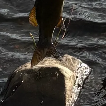 The most recent Smallmouth bass catches on Fishbrain