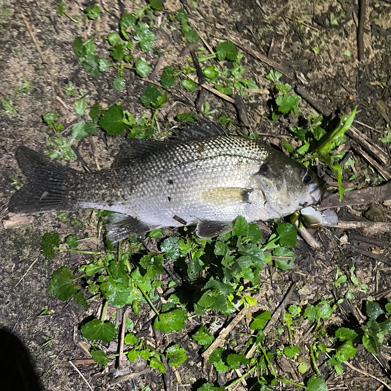 The most recent Australian bass catches on Fishbrain