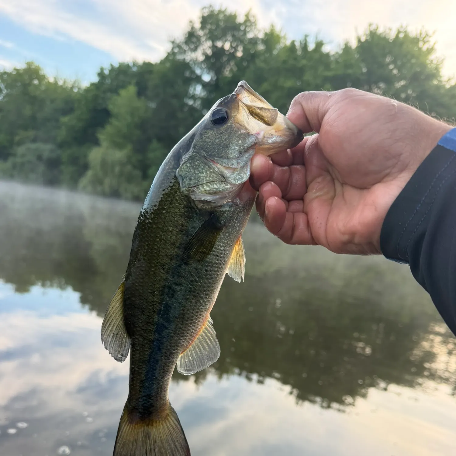 The most recent Largemouth bass catches on Fishbrain