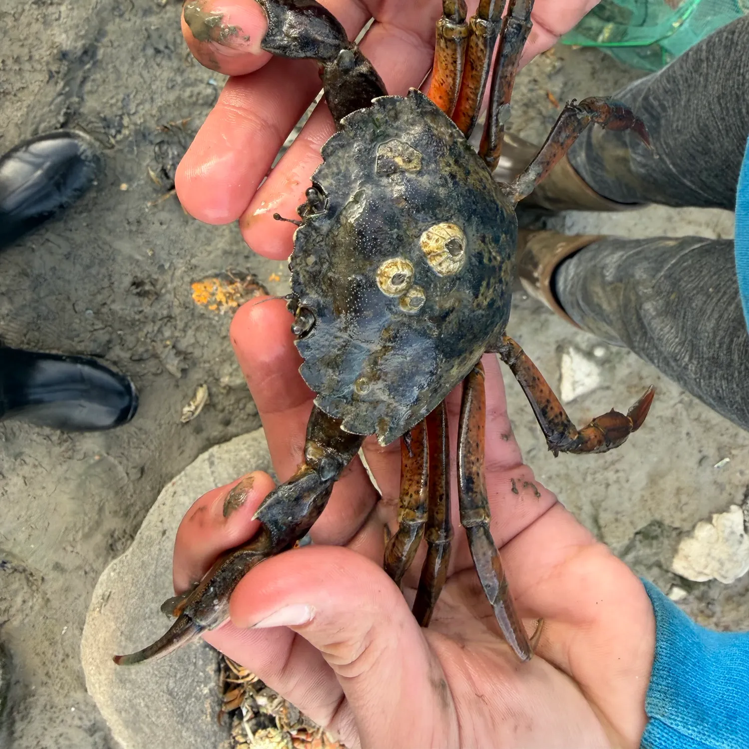 Green crab caught on Fishbrain