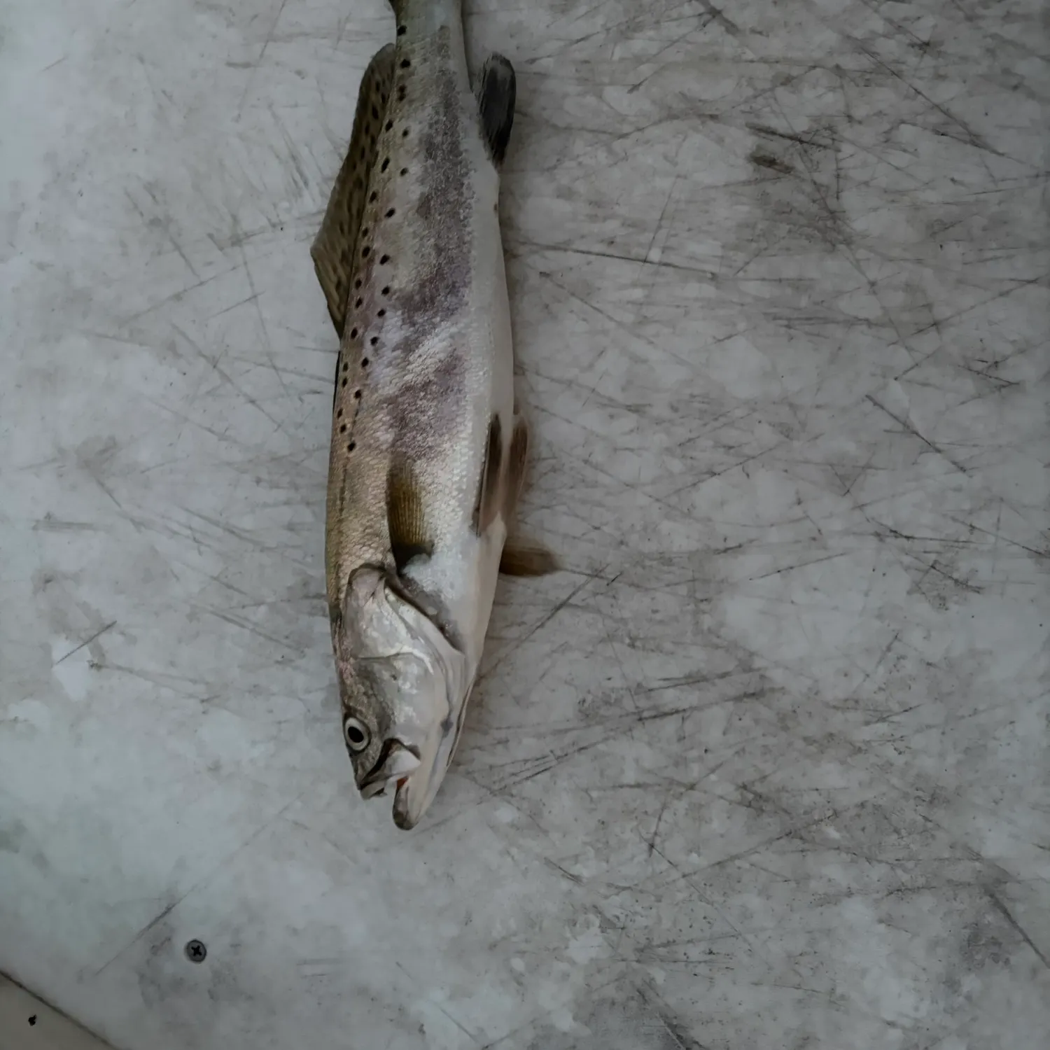 Spotted seatrout caught on Fishbrain