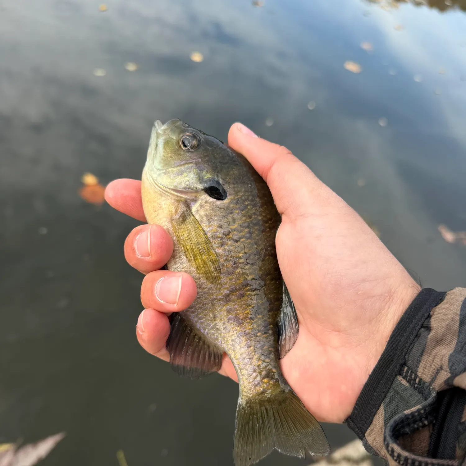 Bluegill caught on Fishbrain