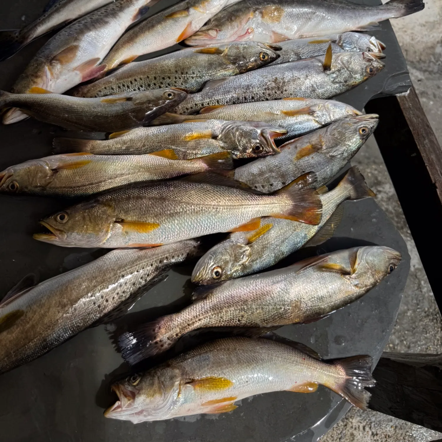 recently logged catches