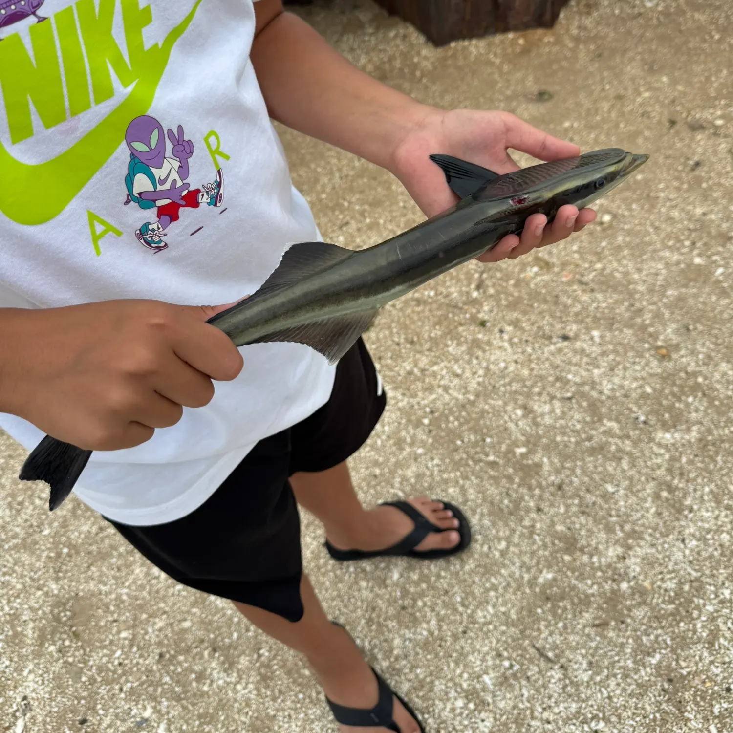 Common remora caught on Fishbrain