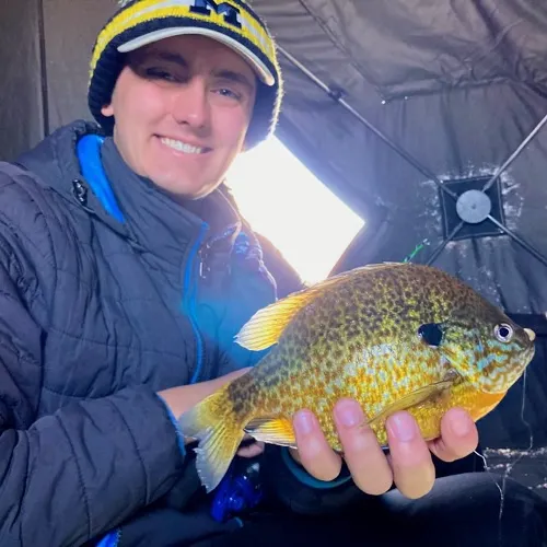 The most recent Pumpkingill hybrid catches on Fishbrain