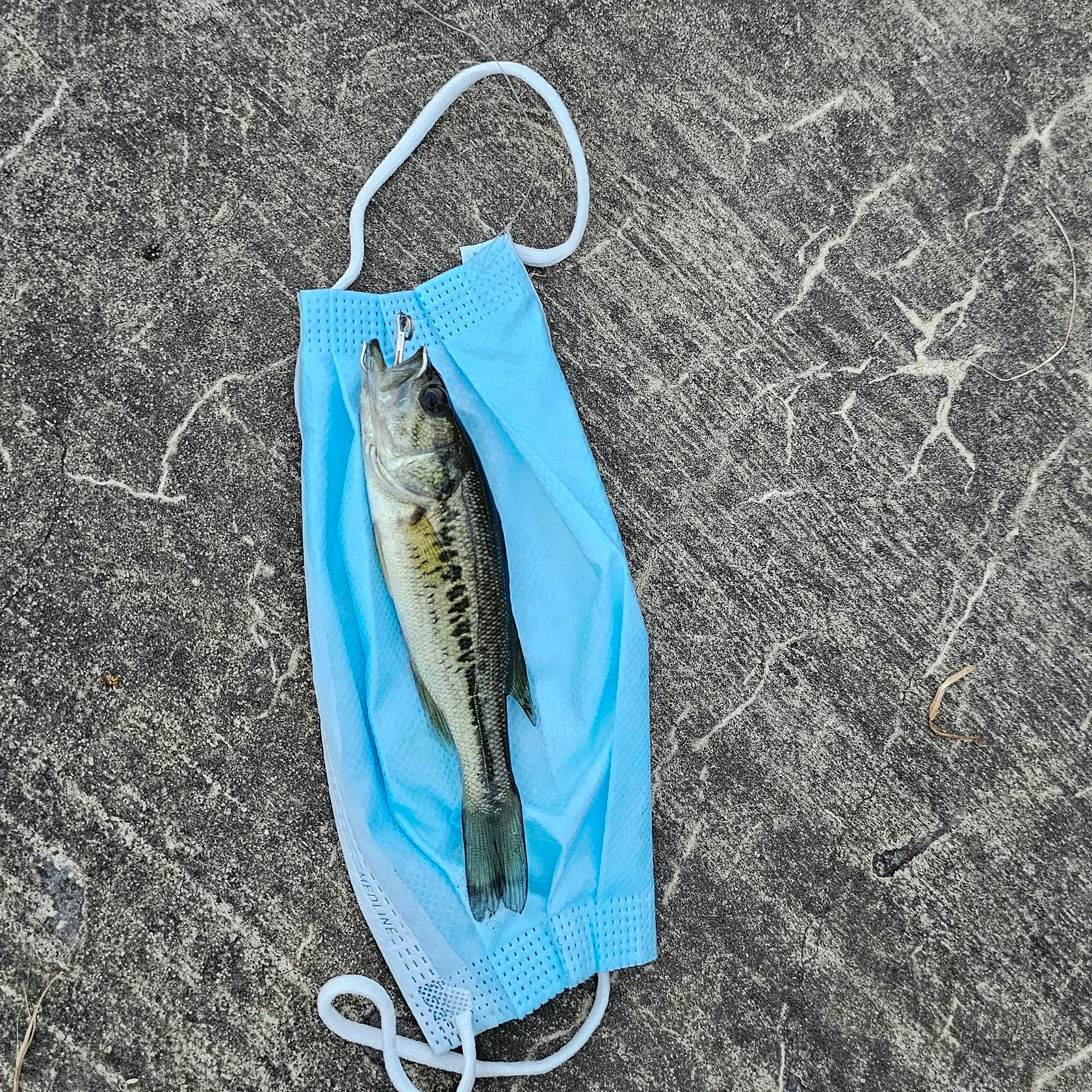 Fish caught on Fishbrain