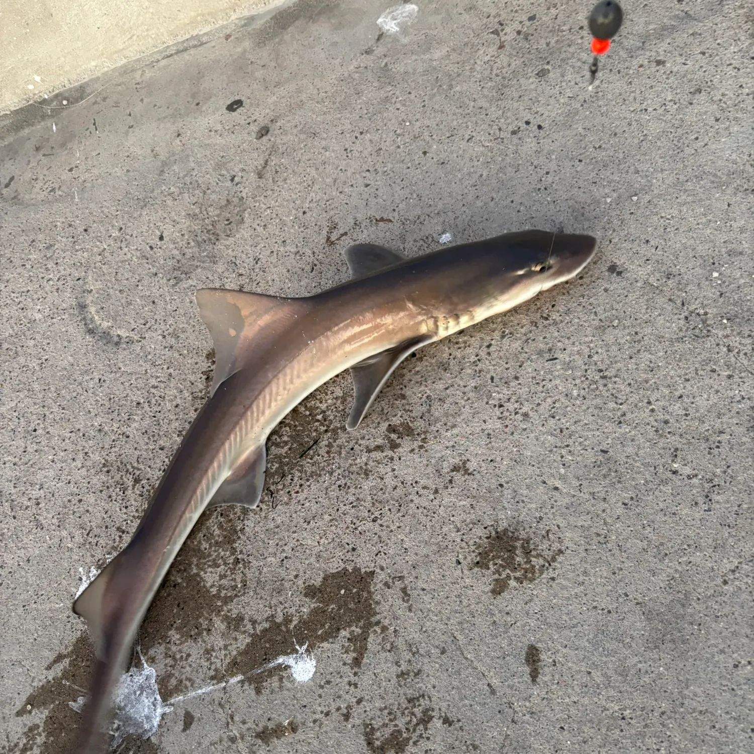 The most recent Grey smooth-hound catches on Fishbrain