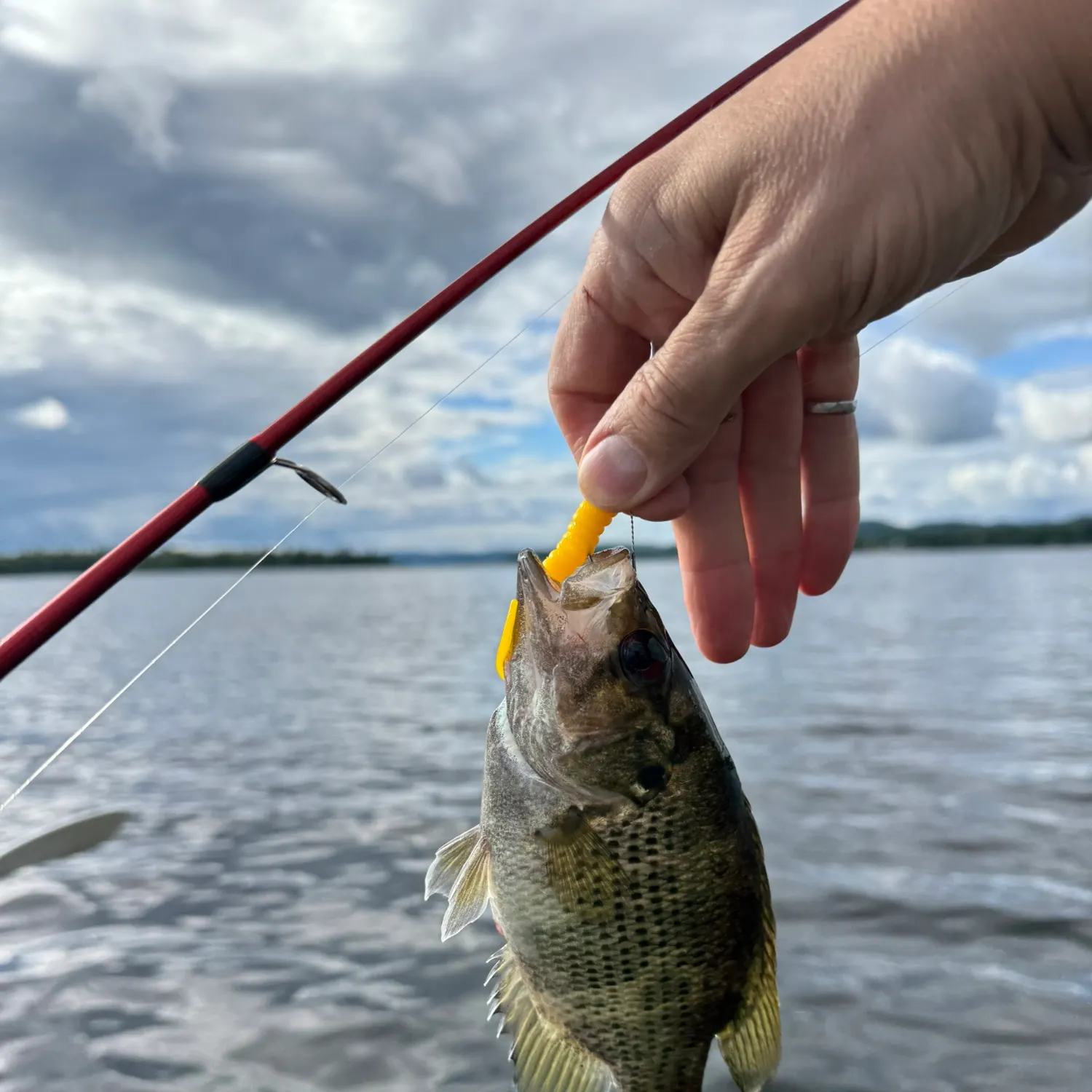 Rock bass caught on Fishbrain