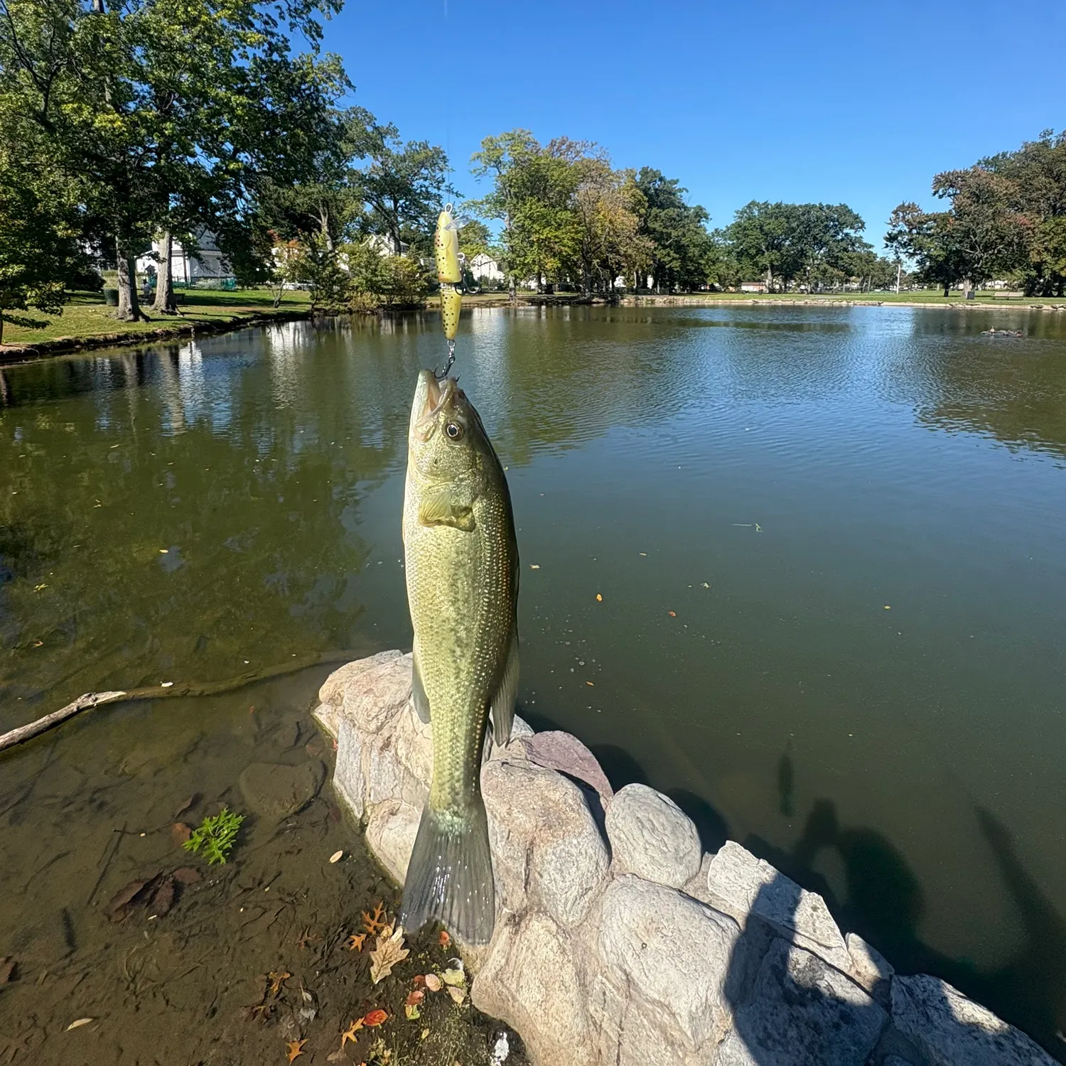 Largemouth bass caught on Fishbrain