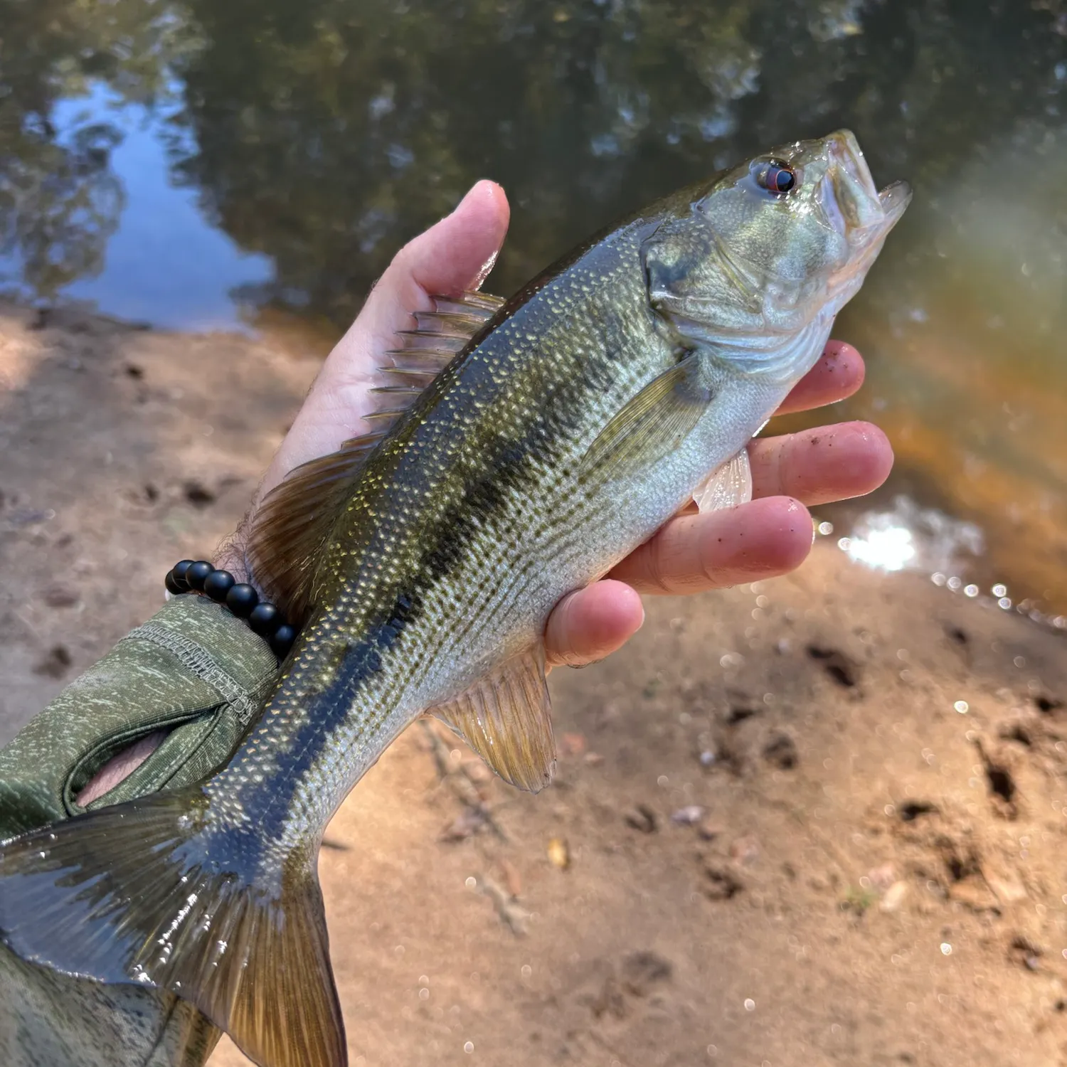 Spotted bass caught on Fishbrain