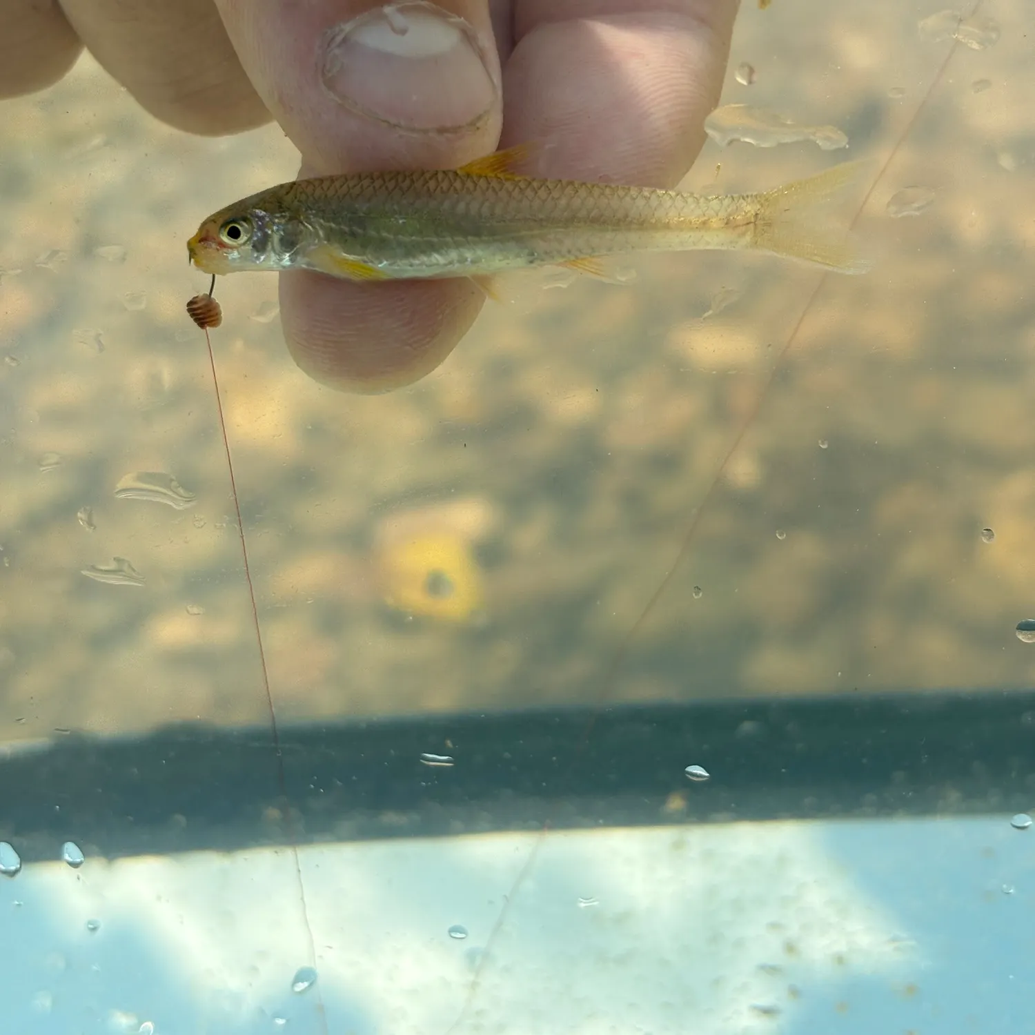The most recent Longnose shiner catches on Fishbrain